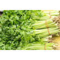 Lowest Price Export Natural Organic Chinese High Quality Fresh Green Celery